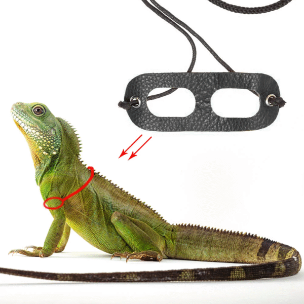 Lizards Iguana Reptiles Traction Rope Pet Outdoor Carrying Walking Harness Leather Traction Rope for Small Pet - Image 2