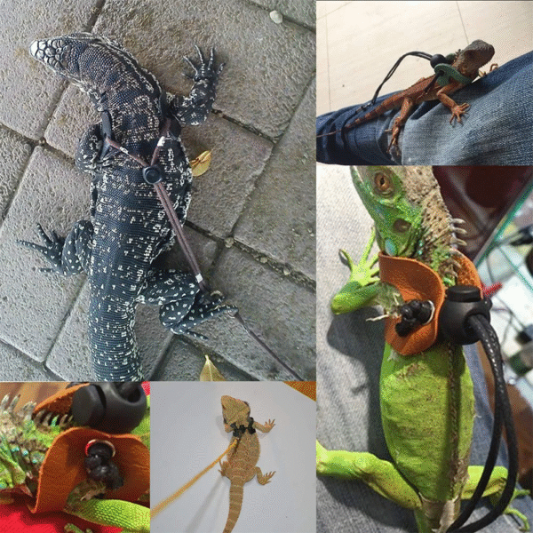 Lizards Iguana Reptiles Traction Rope Pet Outdoor Carrying Walking Harness Leather Traction Rope for Small Pet - Image 4