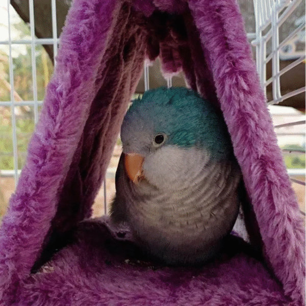 Pet Bird Parrot Cages Warm Hammock Hut Tent Fashion Bed Hanging Cave for Sleeping and Hatching Cage Decoration - Image 3