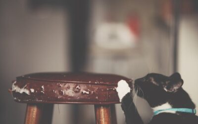 Complete Scratching Furniture Guide 2025